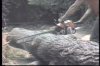TREE TRIMMING SAFETY - 18 Min.